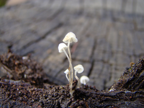Delicatula-integrella-Pers.-Fayod-DSC03285