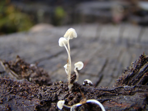 Delicatula-integrella-Pers.-Fayod-DSC03286
