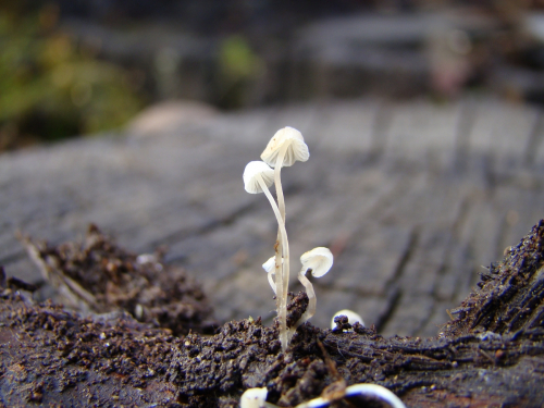 Delicatula-integrella-Pers.-Fayod-DSC03287