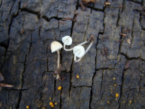 Delicatula-integrella-Pers.-Fayod-DSC03288
