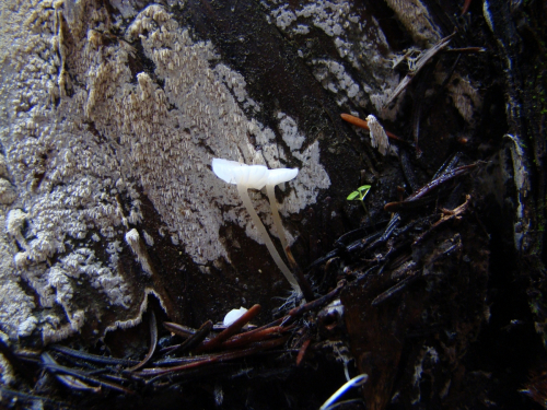 Delicatula-integrella-Pers.-Fayod-DSC03382