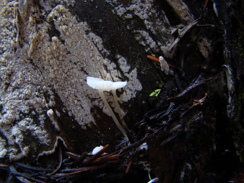 Delicatula-integrella-Pers.-Fayod-DSC03383