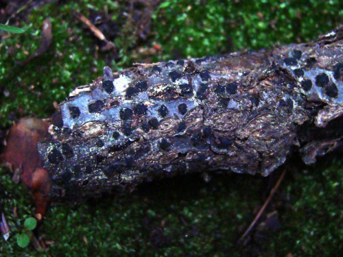Diatrype-disciformis-Hoffm.-Fr.-DSC00246
