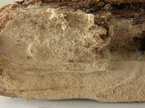 Dichostereum-granulosum-Pers.-Boidin-Lanq.-DSC02370