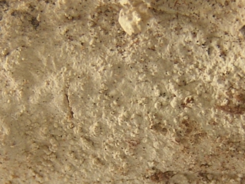 Dichostereum-granulosum-Pers.-Boidin-Lanq.-DSC02371