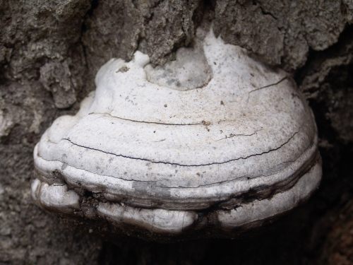 Fomes-fomentarius-L.-J.-Kickx-f.-DSC03436