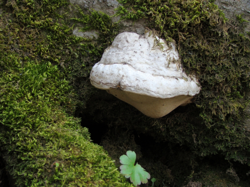 Fomes-fomentarius-L.-J.-Kickx-f.-DSC04316