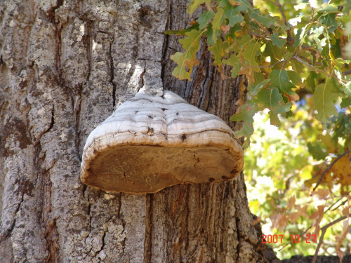 Fomes-fomentarius-L.-J.-Kickx-f.-DSC05008