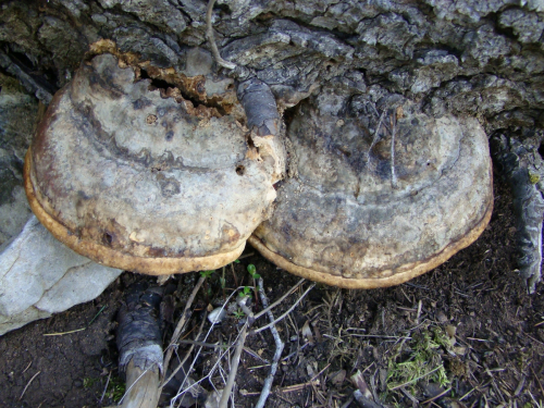 Fomitopsis-pinicola-Sw.-P.-Karst.-DSC01208