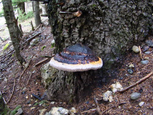 Fomitopsis-pinicola-Sw.-P.-Karst.-DSC03395