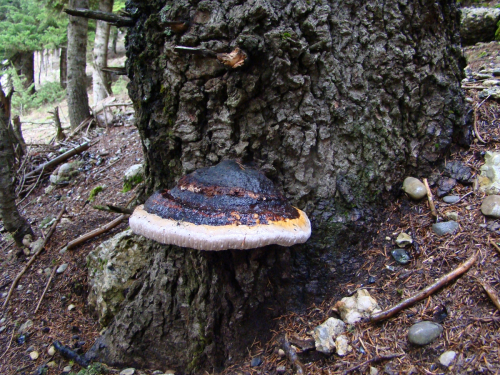 Fomitopsis-pinicola-Sw.-P.-Karst.-DSC03396