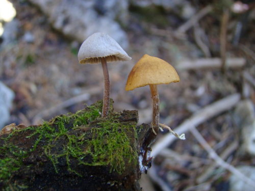 Galerina-and-Psathyrella-sp.-DSC03901