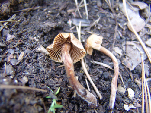 Galerina-griseipes-Kuhner-2