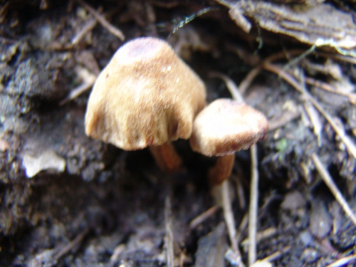 Galerina-griseipes-Kuhner