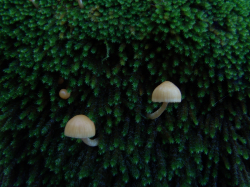 Galerina-laevis-Velen.-Kuhner-DSC03198