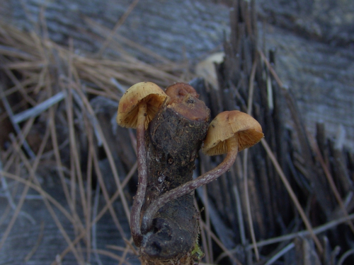 Galerina-marginata-Batsch-Kuhner-DSC03348