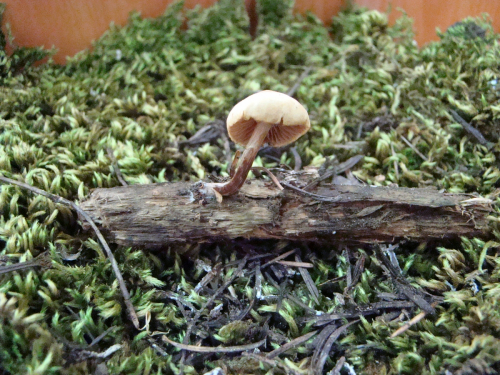 Galerina-marginata-Batsch-Kuhner-DSC03528