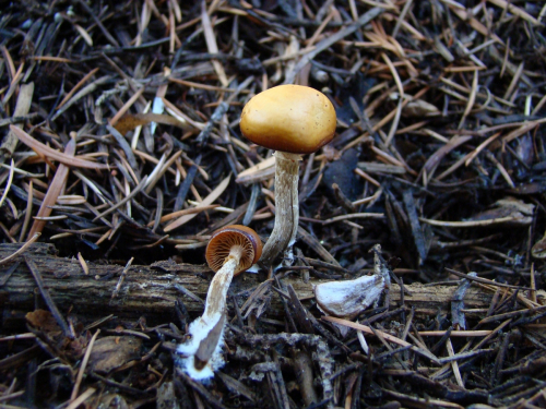 Galerina-marginata-Batsch-Kuhner-DSC03764