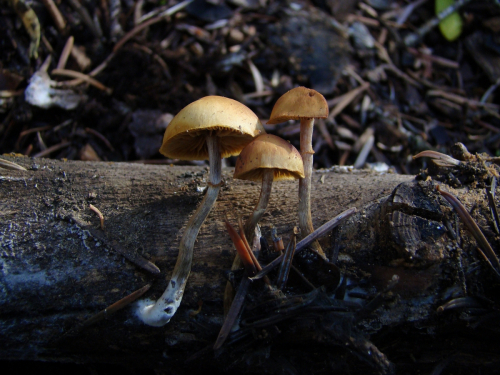 Galerina-marginata-Batsch-Kuhner-DSC03786