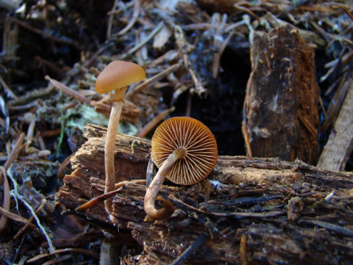 Galerina-marginata-Batsch-Kuhner-DSC03853