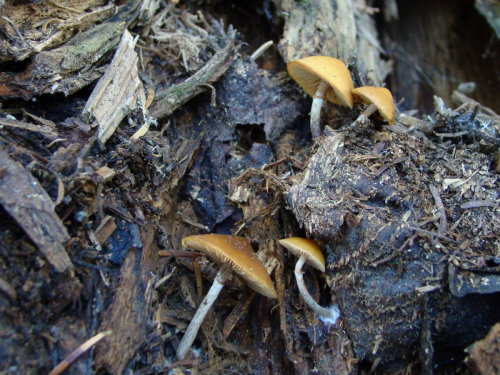 Galerina-marginata-Batsch-Kuhner-DSC03903