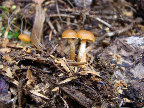 Galerina-marginata-Batsch-Kuhner-DSC05025