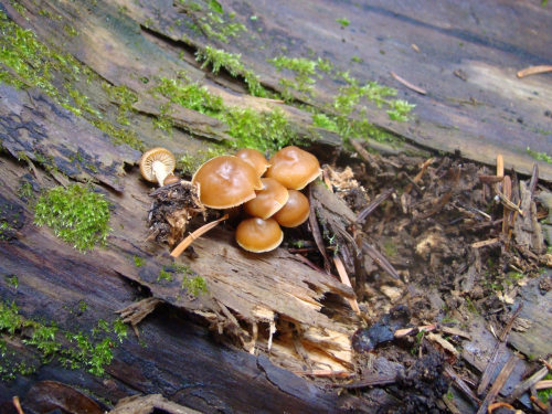 Galerina-marginata-Batsch-Kuhner-DSC05069
