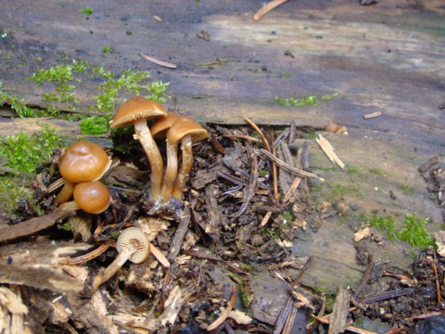 Galerina-marginata-Batsch-Kuhner-DSC05070