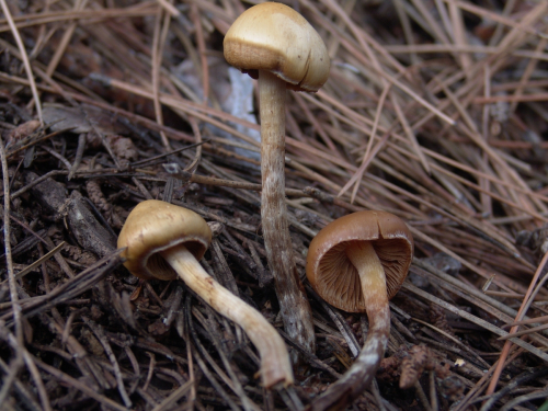 Galerina-sideroides-Bull.-Kuhner-DSC03412