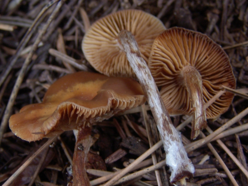 Galerina-sideroides-Bull.-Kuhner-DSC03427