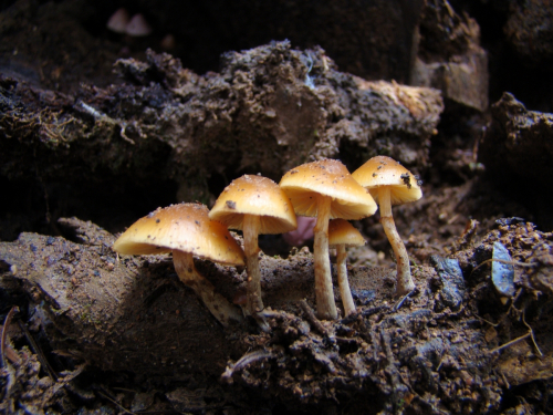Galerina-stylifera-G.F.-Atk.-A.H.-Sm.-Singer-DSC03304