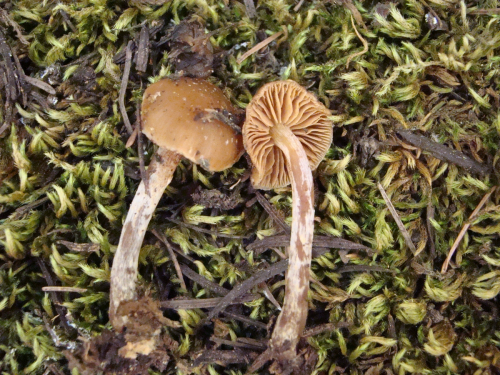 Galerina-stylifera-G.F.-Atk.-A.H.-Sm.-Singer-DSC03551