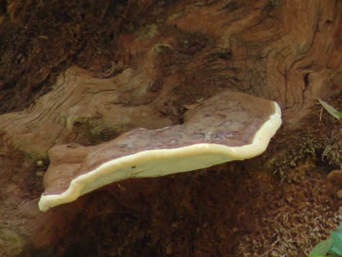 Ganoderma-applanatum-Pers.-Pat.-DSC01683