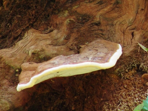 Ganoderma-applanatum-Pers.-Pat.