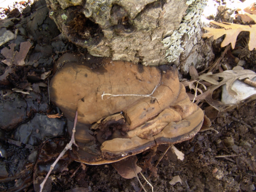 Ganoderma-australe-Fr.-Pat.-DSC03195