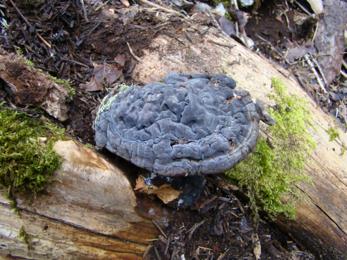 Ganoderma-carnosum-Pat.-DSC01180