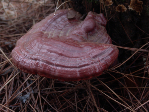Ganoderma-lucidum-Curtis-P.-Karst.-DSC03012