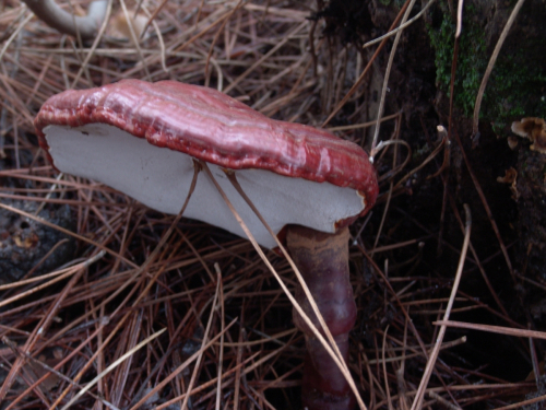 Ganoderma-lucidum-Curtis-P.-Karst.-DSC03013