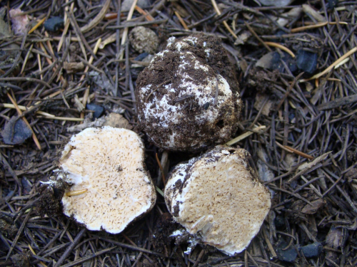 Gautieria-trabutii-Chatin-Pat.-DSC01457