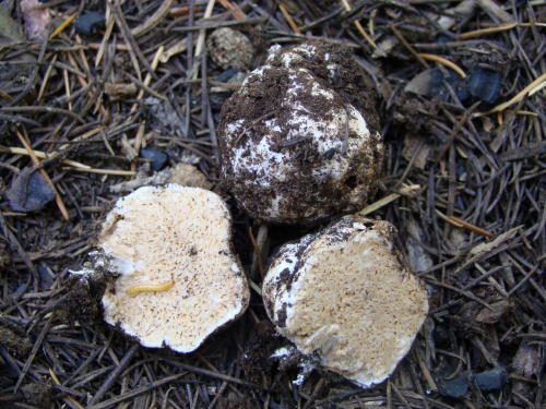 Gautieria-trabutii-Chatin-Pat.-DSC01458