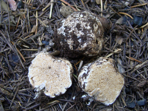 Gautieria-trabutii-Chatin-Pat.-DSC01459