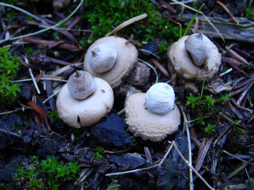Geastrum-elegans-Vittad.-DSC00158