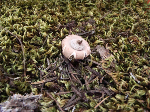 Geastrum-elegans-Vittad.-DSC03526