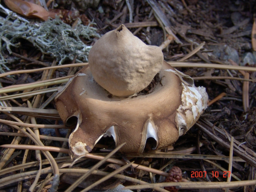 Geastrum-fibriatum-Fr.-DSC05046