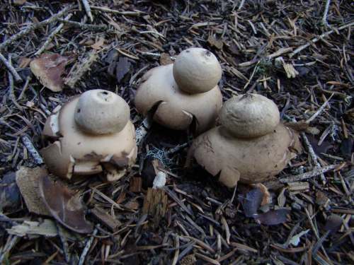 Geastrum-fimbriatum-Fr.-DSC00152