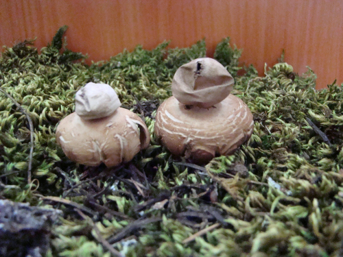 Geastrum-fimbriatum-Fr.-DSC03527