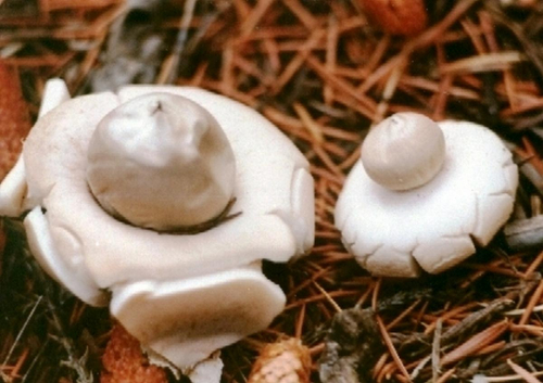 Geastrum-fimbriatum-Fr.