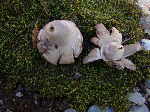 Geastrum-fimbriatum-Fr.DSC00278
