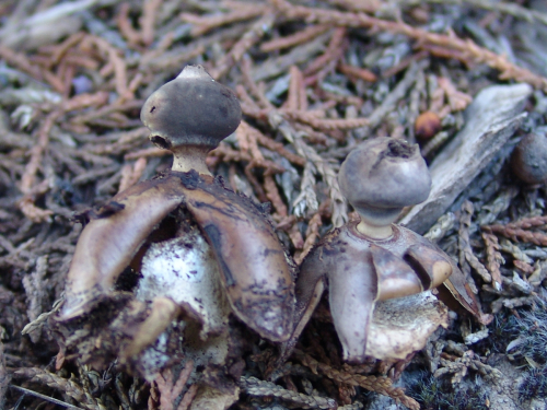 Geastrum-fornicatum-Huds.-Hook.-DSC02126