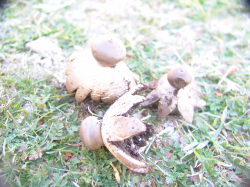 Geastrum-pectinatum-Pers.-DSC02160